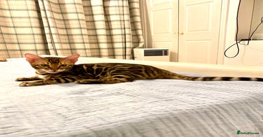 Bengal cats - Advert 9