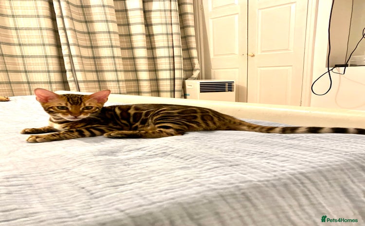 Bengal cats - Advert 4