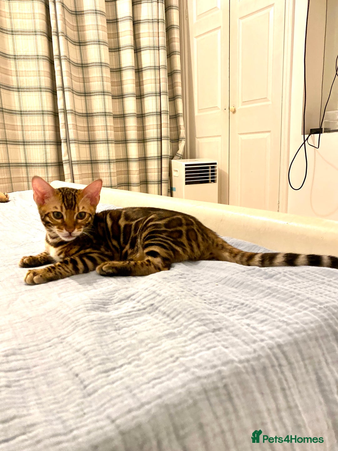 Bengal cats for sale: One Girl left .😻✨TICA registered  - Image 2