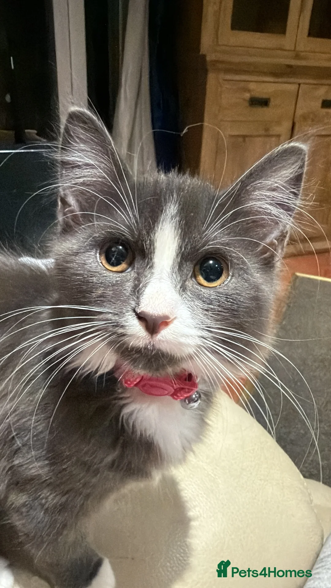 Turkish Angora cats for sale: Stunning boy  - Advert 2