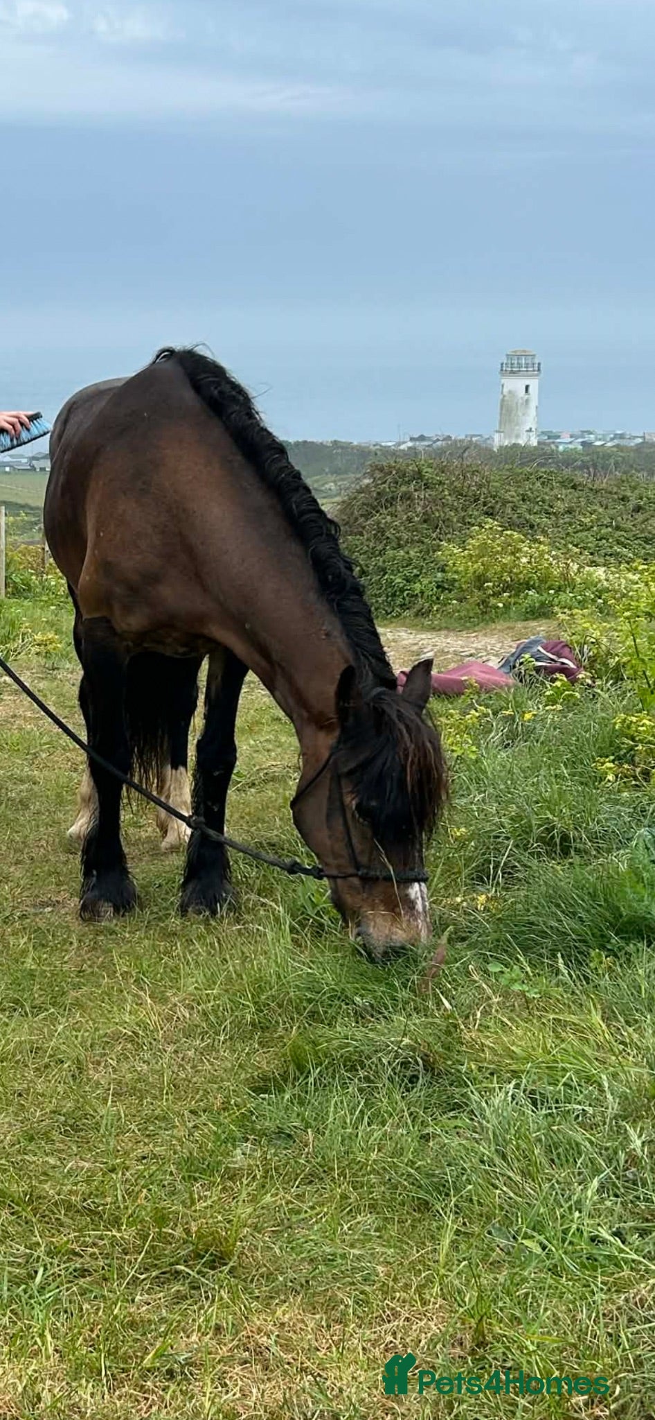 Welsh Section D horses bella, 15h, 18yr old mare  - Advert 1