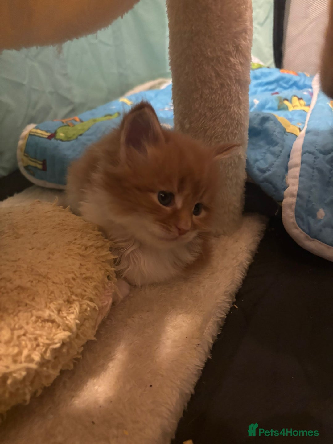 Maine Coon cats for sale: ARIODREAMMAINECOON  - Advert 16