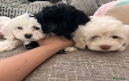 Maltipoo dogs for sale: REDUCED last girl Unique maltipoo litter 🐶🩷🩵 - Image 8