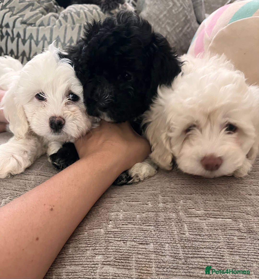 Maltipoo dogs for sale: REDUCED last girl Unique maltipoo litter 🐶🩷🩵 - Image 8