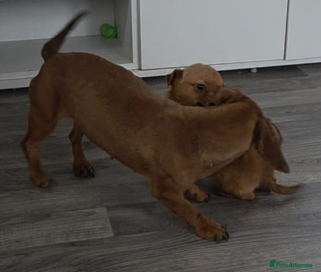 Mixed Breed dogs for sale: ChihuahuaX dachshund - Advert 2