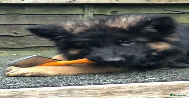 German Shepherd dogs - Advert 2