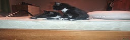 Mixed Breed cats for sale: Three Tuxedo Kittens Looking for Loving Homes - Advert 8