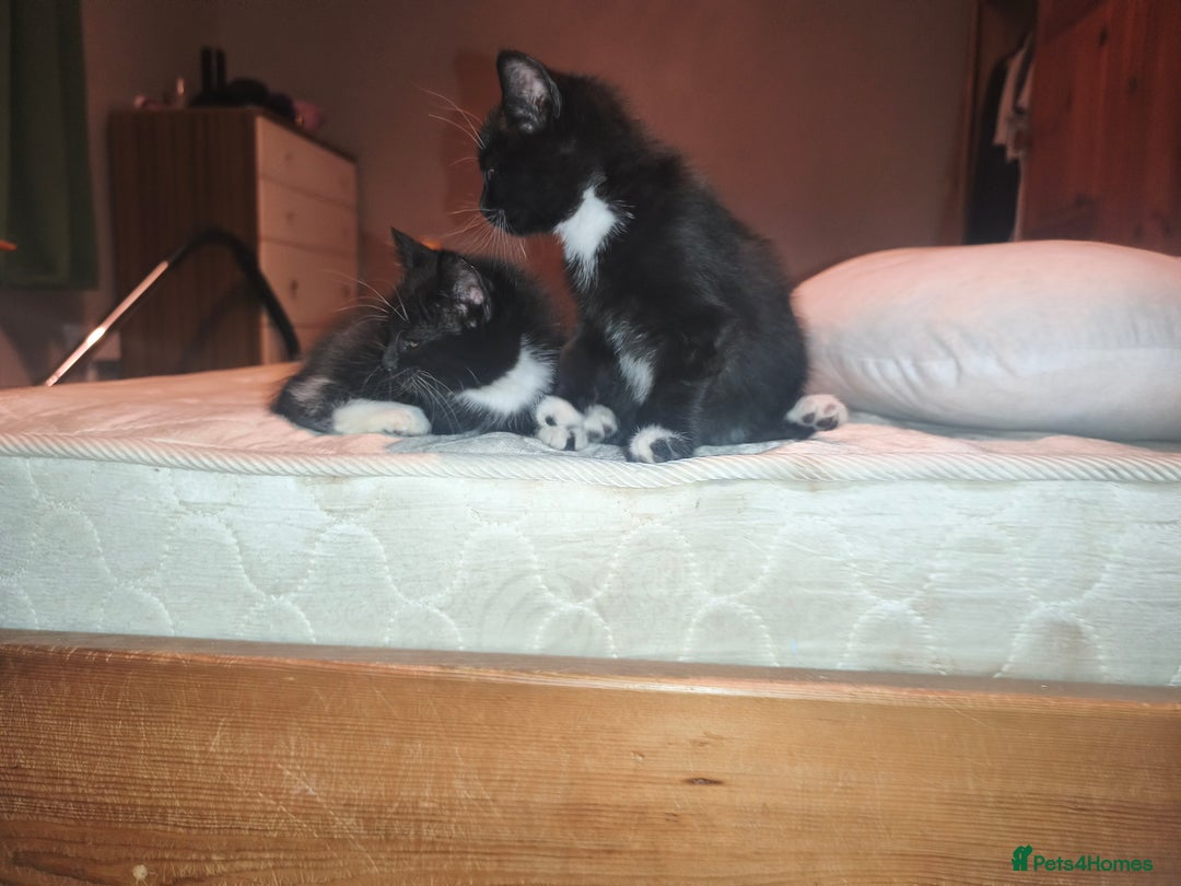 Mixed Breed cats for sale: Three Tuxedo Kittens Looking for Loving Homes - Advert 8