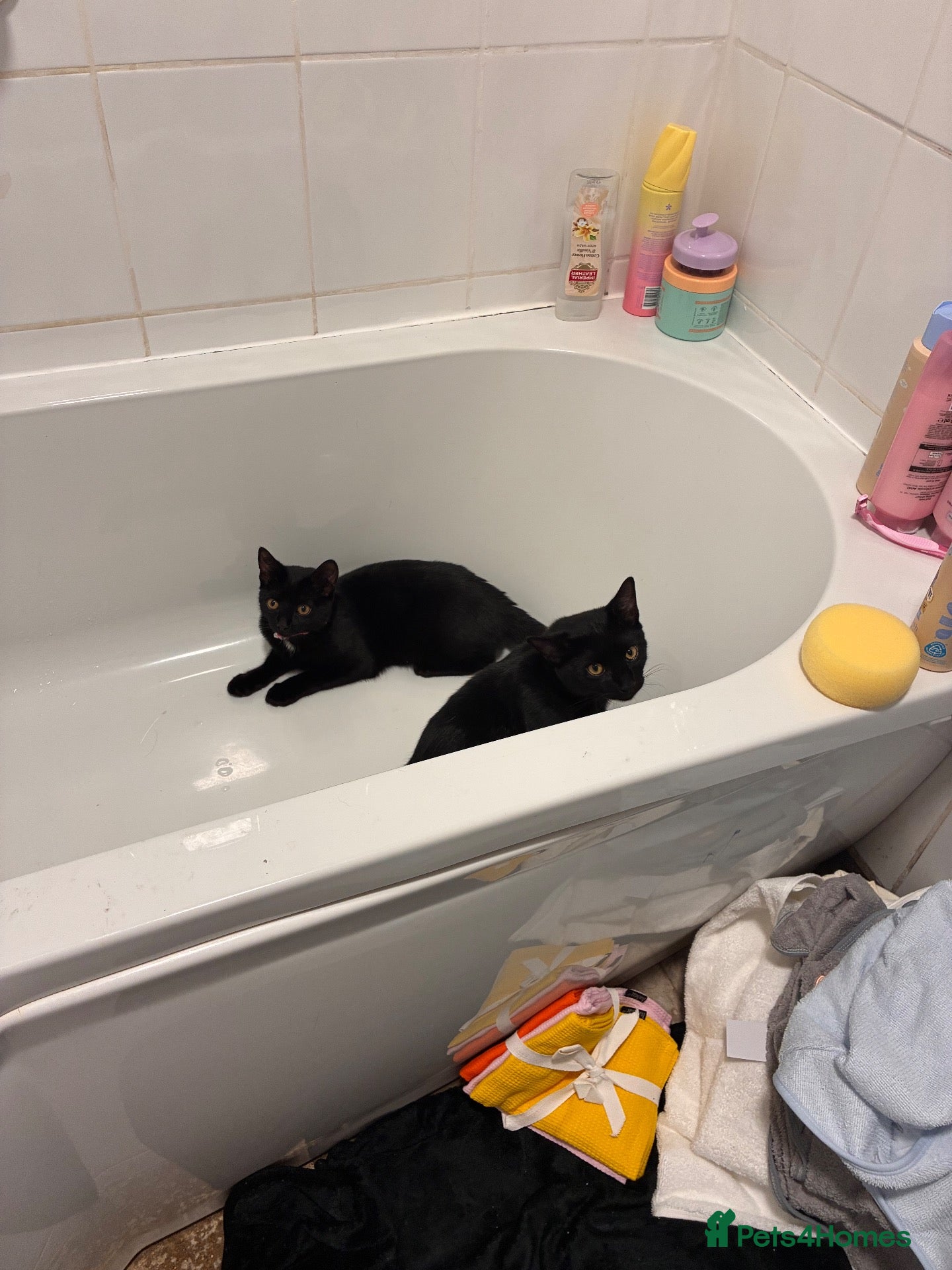 British Shorthair cats willow and binx - Advert 2
