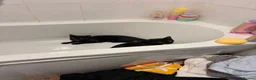 British Shorthair cats for sale: willow and binx - Advert 1