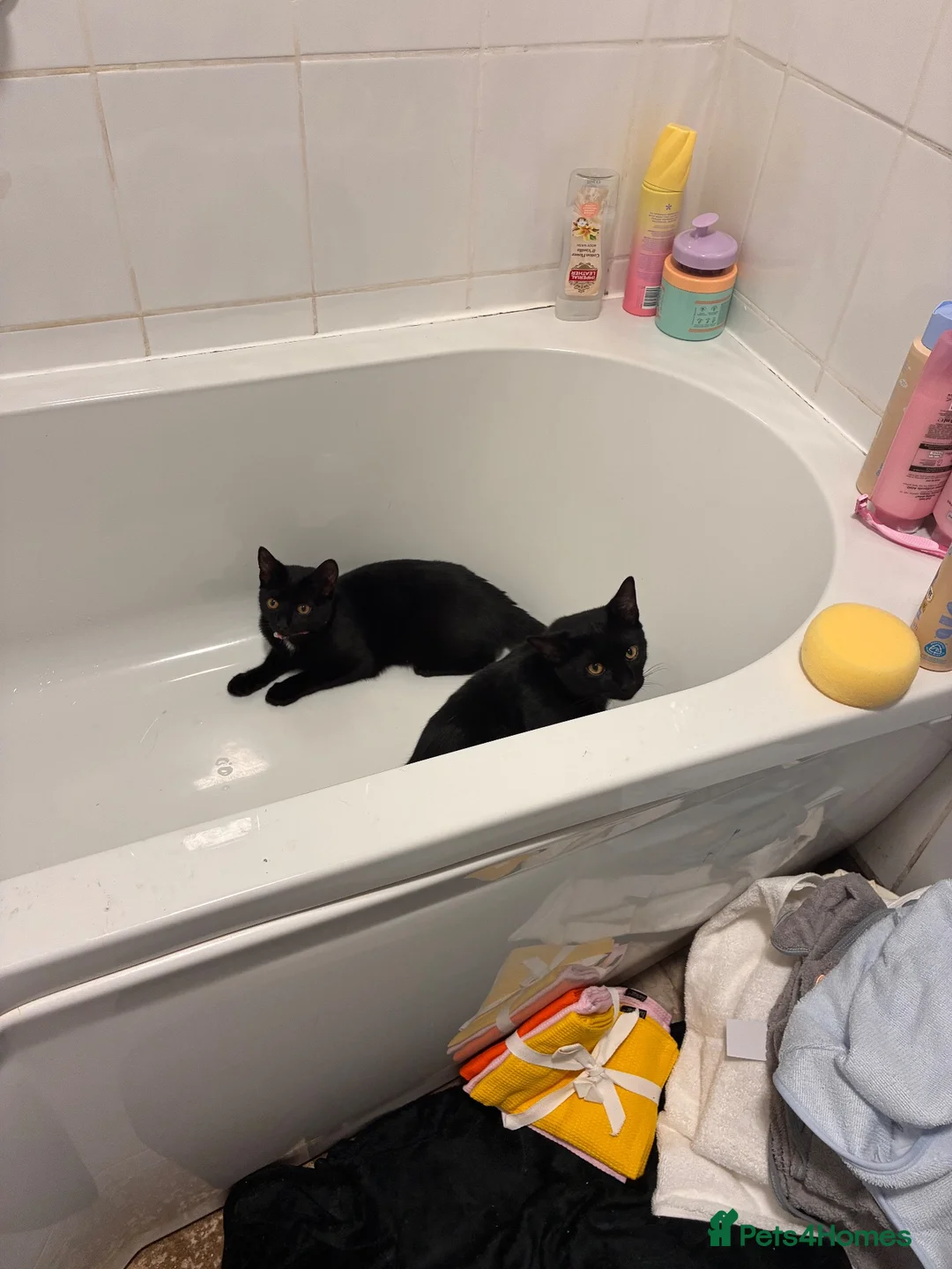 British Shorthair cats for sale: willow and binx - Advert 1