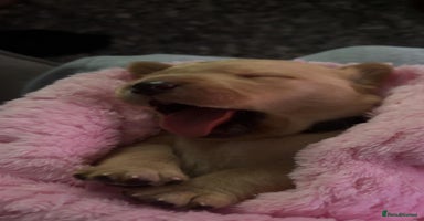 Labrador Retriever dogs - Advert 3