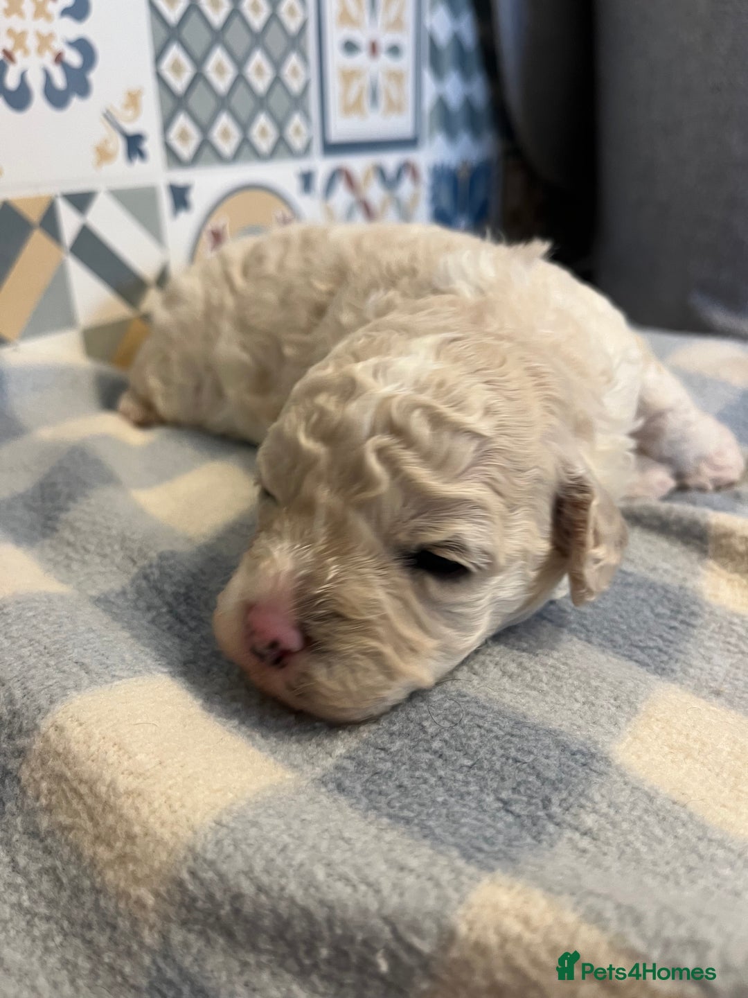 Maltipoo dogs for sale: Maltipoo puppies ready 8th January - Advert 8