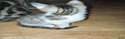 Mixed Breed cats for sale: Beautiful All White, all black & tabby kittens - Advert 9
