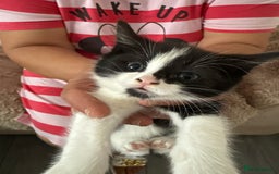 Mixed Breed cats for sale: Kittens for sale - Image 3
