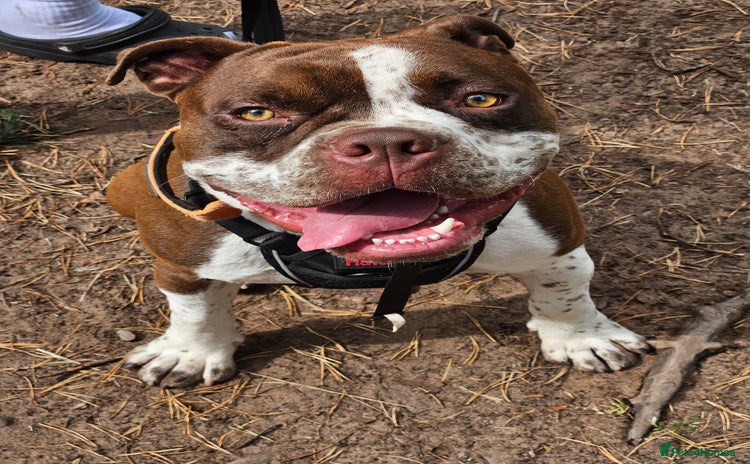 Mixed Breed dogs - Advert 16