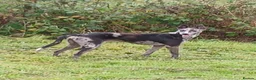 Lurcher dogs for sale: Beautiful Merle Lurcher x - Advert 2