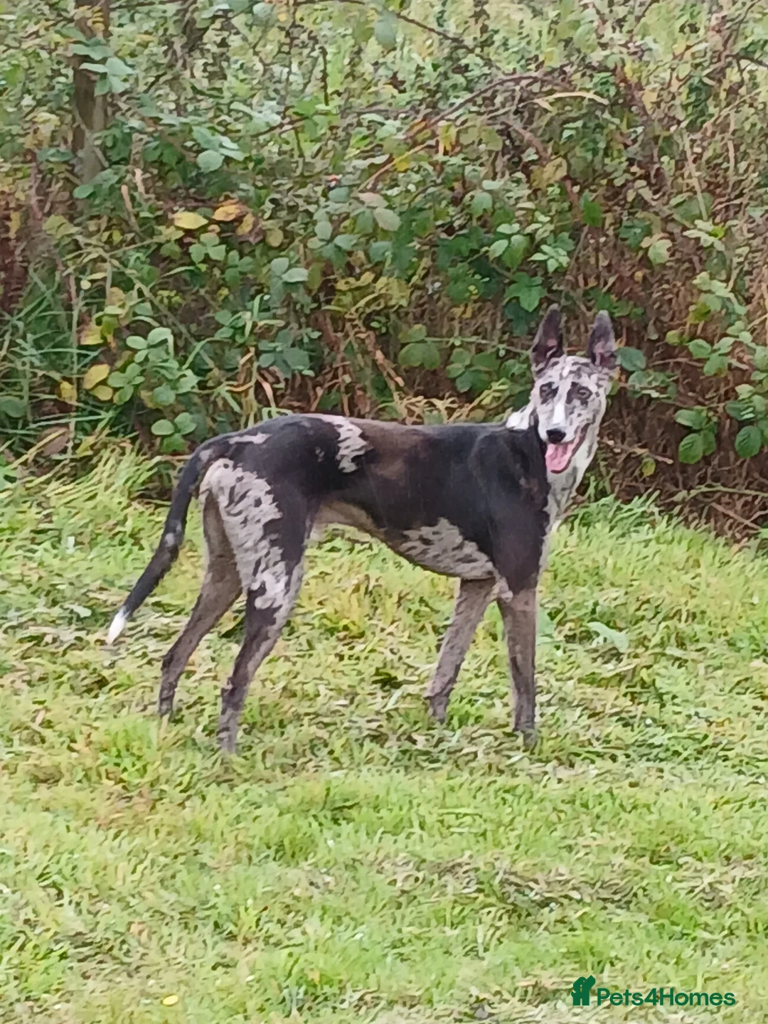 Lurcher dogs for sale: Beautiful Merle Lurcher x - Advert 2