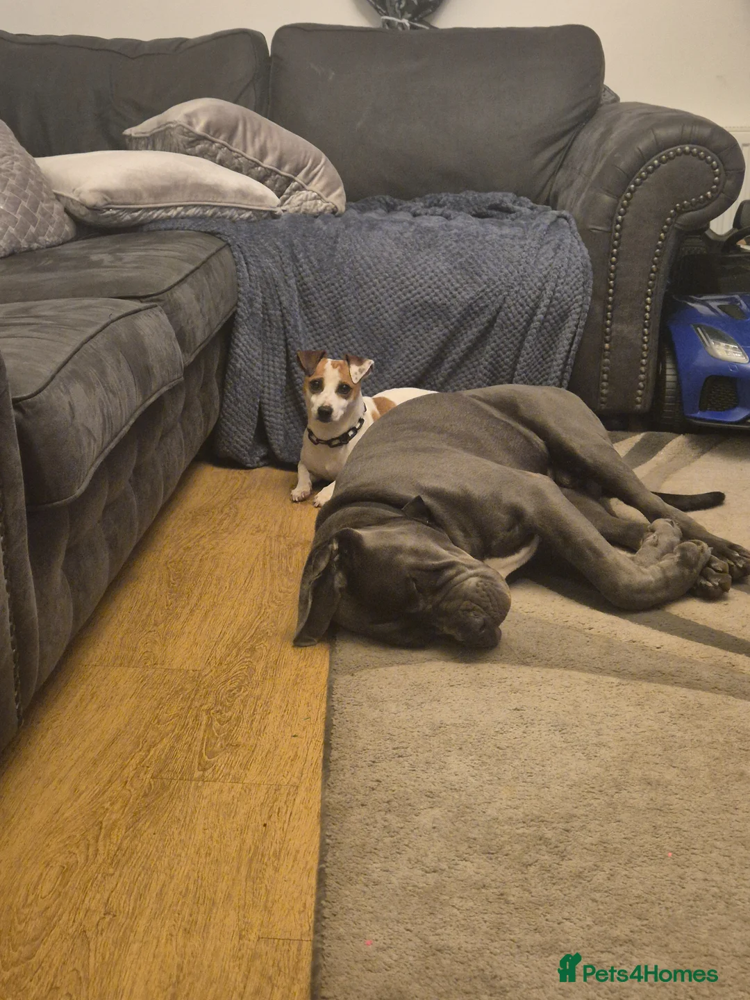 Cane Corso dogs for sale: Male cane corso  in Bedford - Advert 4