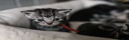 British Shorthair cats for sale: Gorgeous British shorthair tabby litter - Advert 22