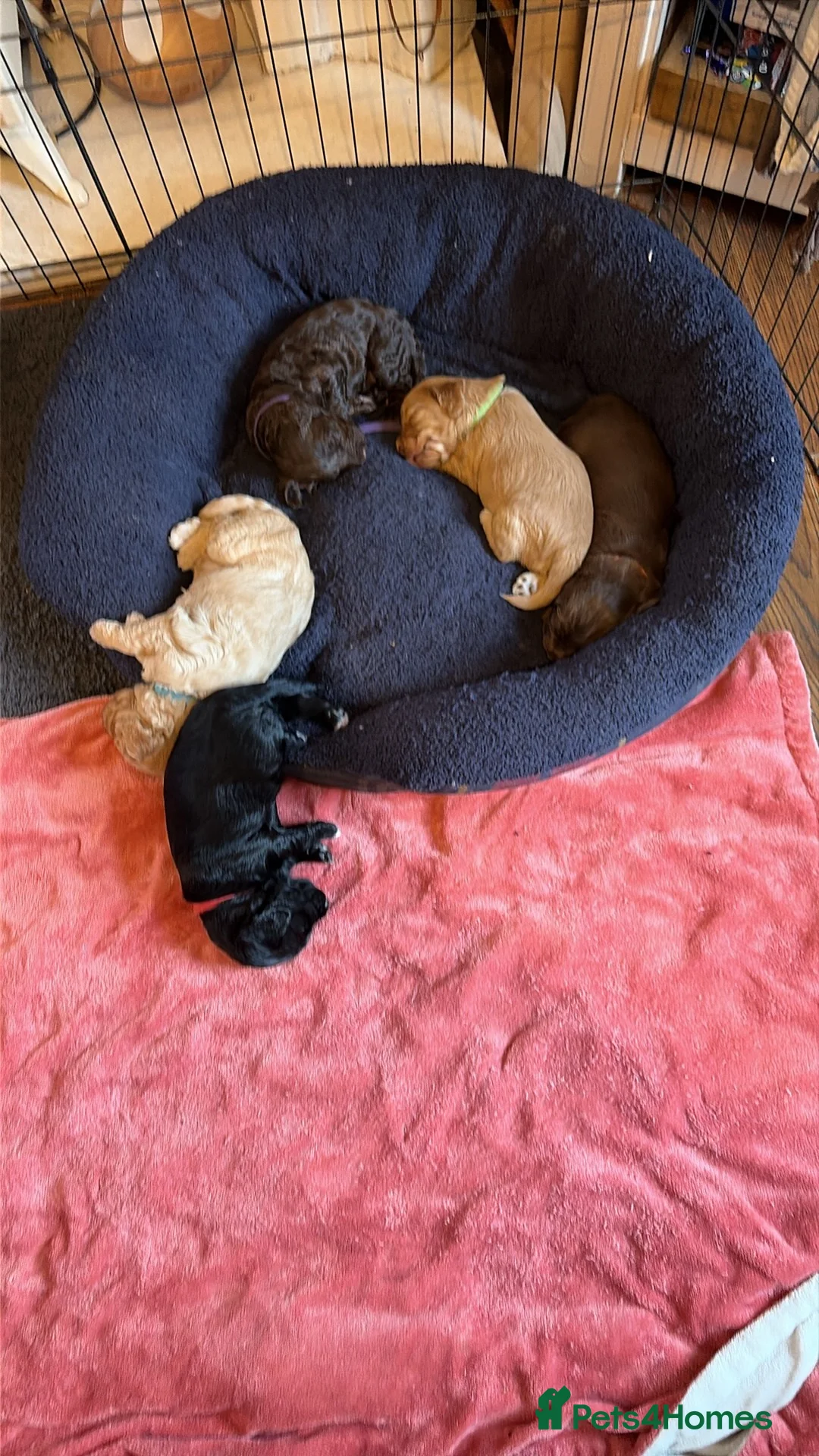 Cockapoo dogs for sale: 3 puppies left 2 tan boys and 1 brown girl - Advert 1