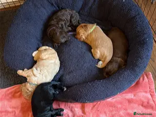 Cockapoo dogs 3 puppies left 2 tan boys and 1 brown girl in Brandon - Advert 5