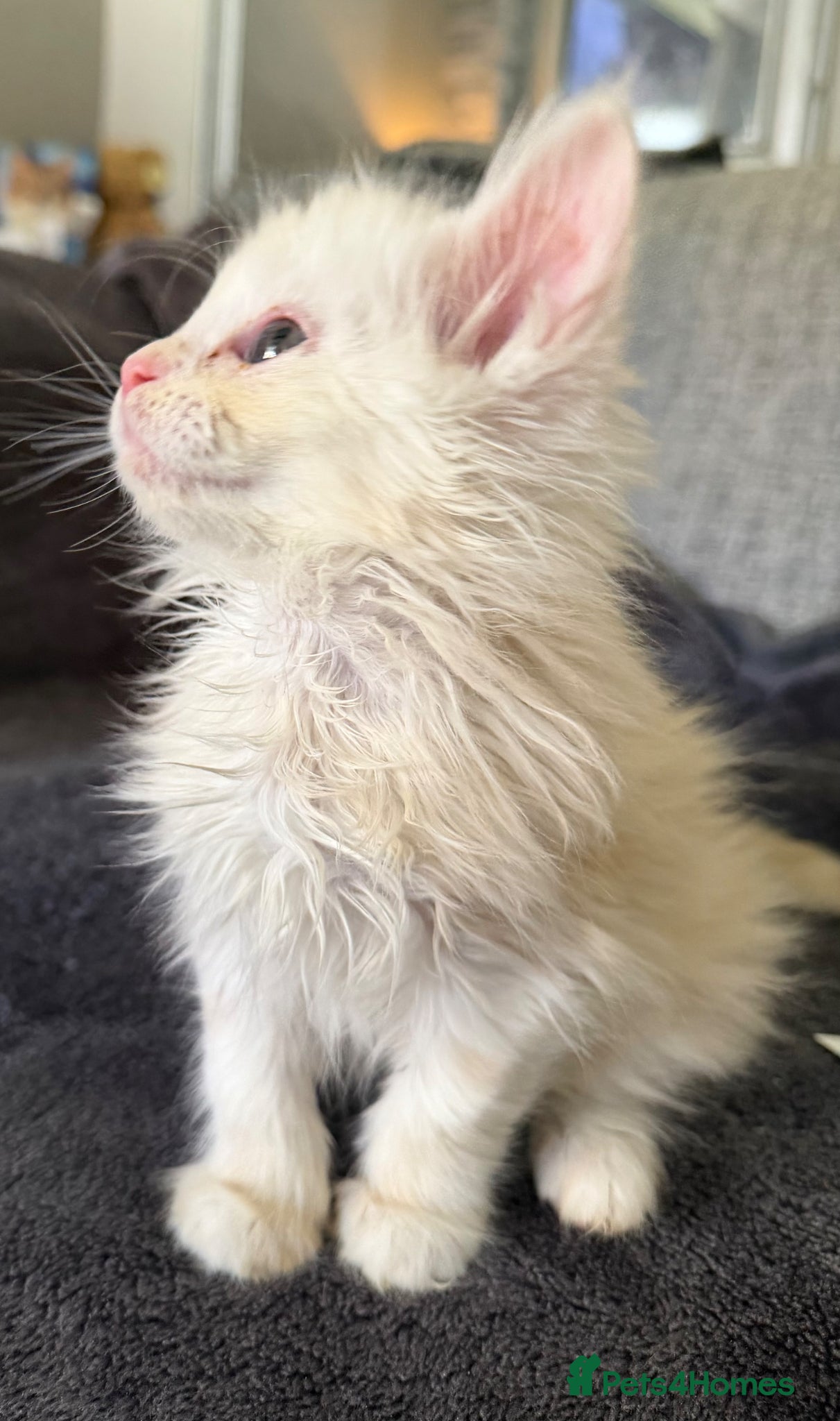 Maine Coon cats Beautiful red silver girl (ACTIVE REG) - Advert 1