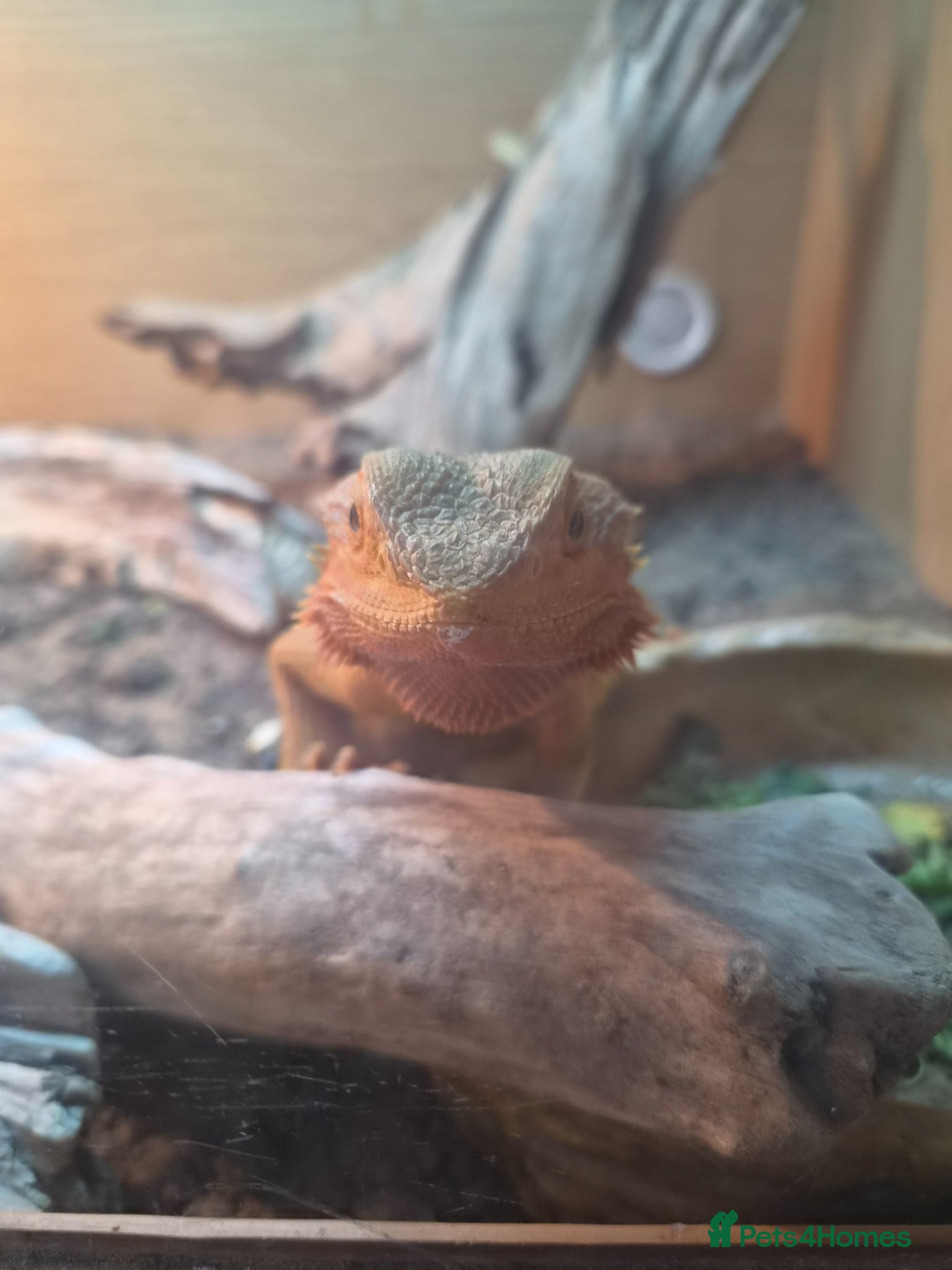 Bearded Dragon reptiles 2 year old bearded dragon - Advert 2