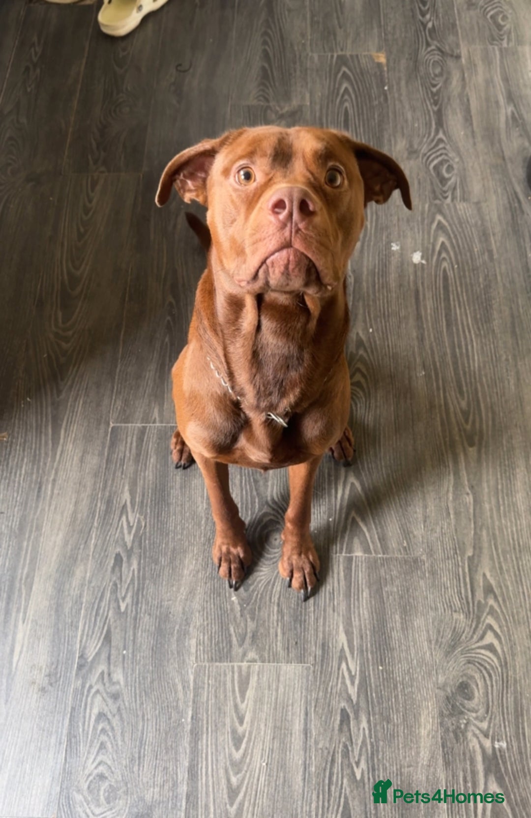 Mixed Breed dogs for sale: rambo - Advert 1