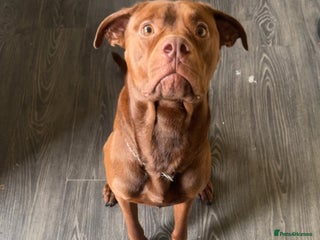 Mixed Breed dogs rambo - Advert 7