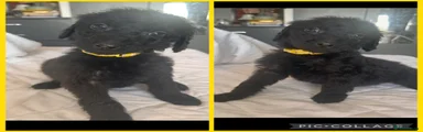 Labradoodle Puppy 8