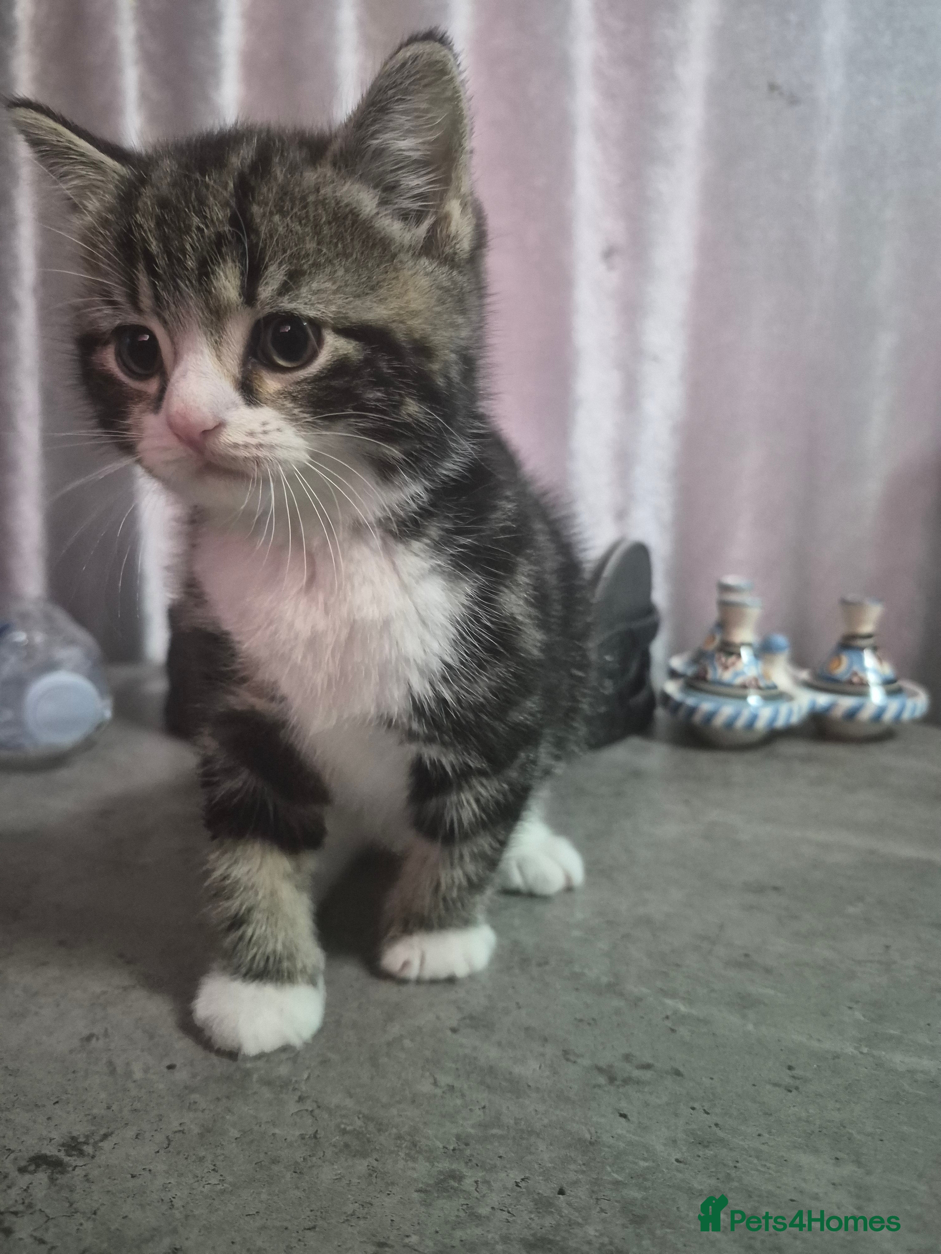 Mixed Breed cats Adorable little girls are looking for new home - Advert 2