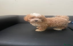 Maltipoo dogs for sale: Adorable F1 Maltipoo Puppies - Image 14