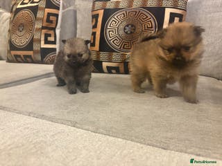 Pomeranian dogs Beautiful tiny Pomeranian puppies - Advert 6