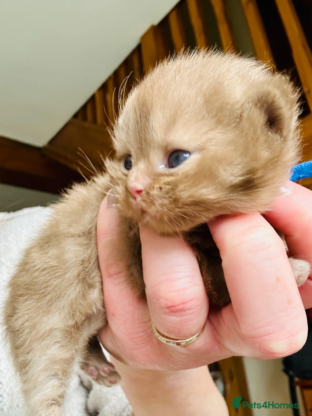 British Longhair cats for sale: Chunky BLH Chocolate Boy - Advert 14
