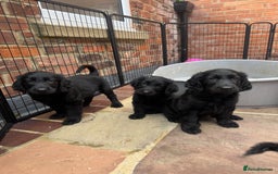 Flat coated Retriever dogs for sale: *2 Males* KC from working health tested parents - Image 2