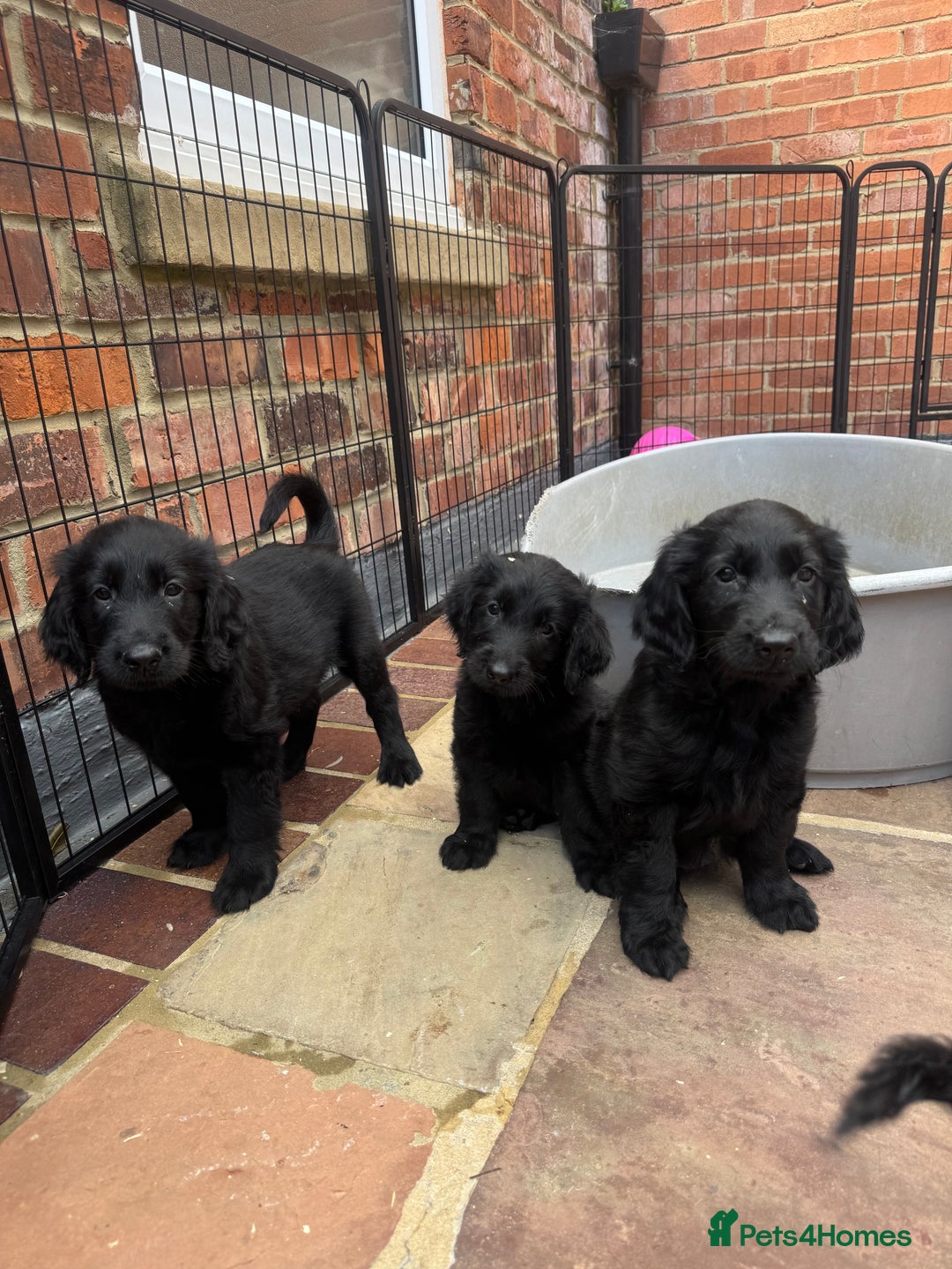 Flat coated Retriever dogs for sale: *2 Males* KC from working health tested parents - Image 2
