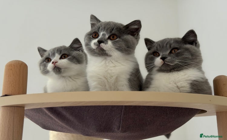 British Shorthair cats - Advert 11