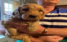 Cockapoo dogs for sale: Red Cockapoo Puppies - Image 5