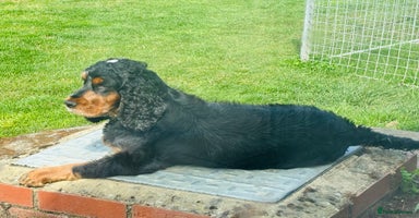 Cocker Spaniel dogs - Advert 16