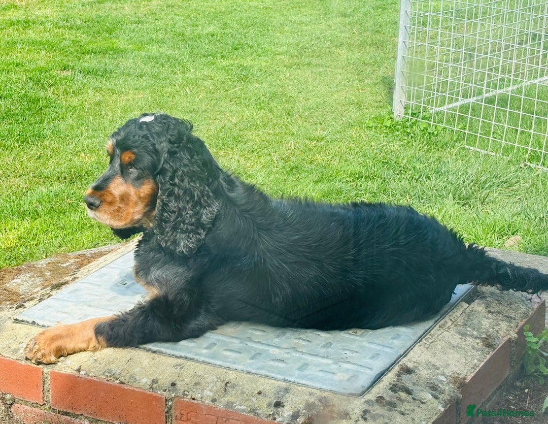 Cocker Spaniel dogs for sale: Retirement home  - Image 3