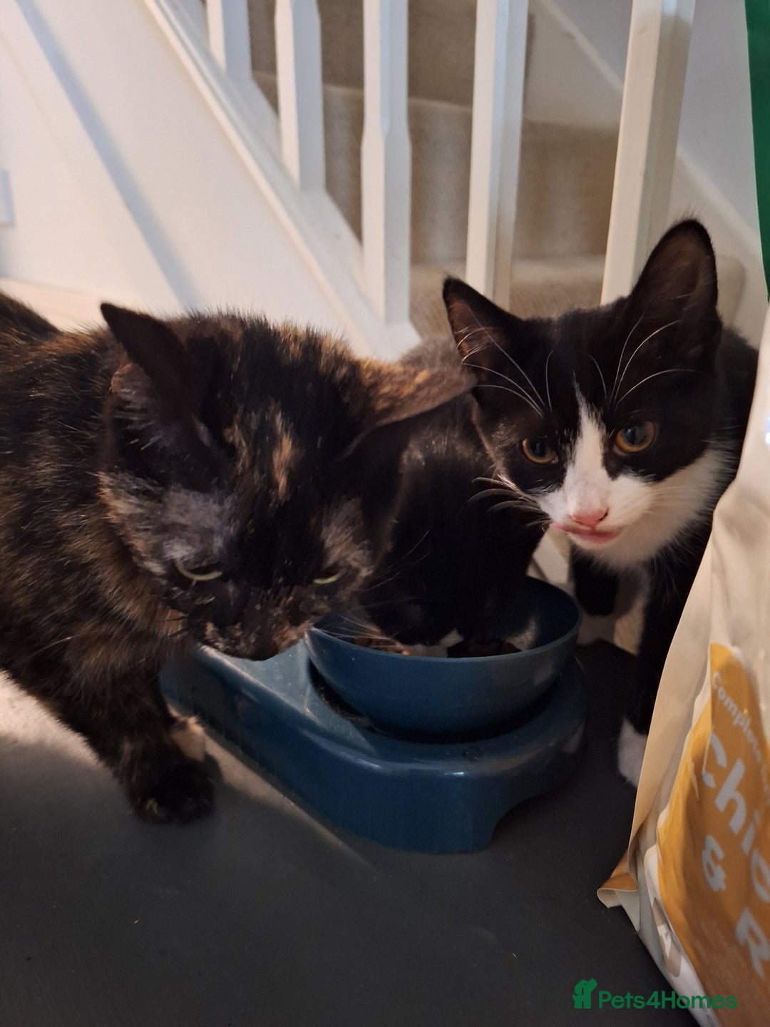Domestic Shorthair cats for sale: 12 week old Tuxedo kittens  - Image 2