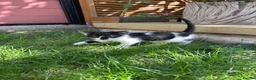 British Shorthair cats for sale: 4 Girls & 2 Boys Kittens Available - Advert 22
