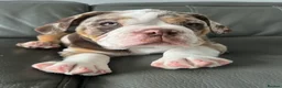 Mixed Breed dogs for sale: 12 week old, olde double bully male pup  - Advert 2