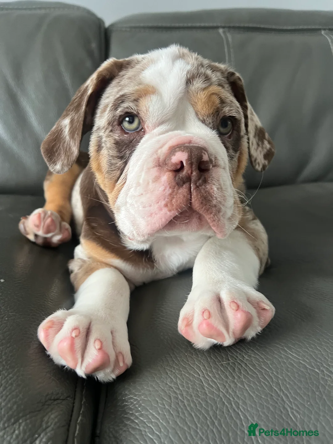 Mixed Breed dogs for sale: 12 week old, olde double bully male pup  - Advert 2