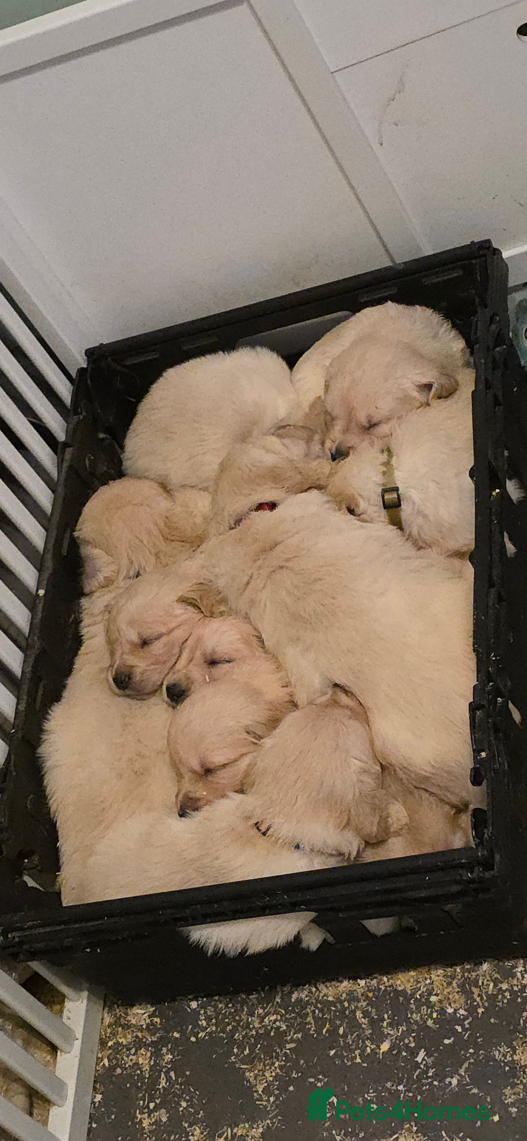 Golden Retriever dogs for sale: RKC reg Golden Retriever puppies - Advert 10
