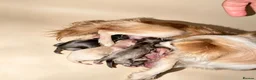 Chihuahua dogs for sale:  Chihuahuas  - Advert 14