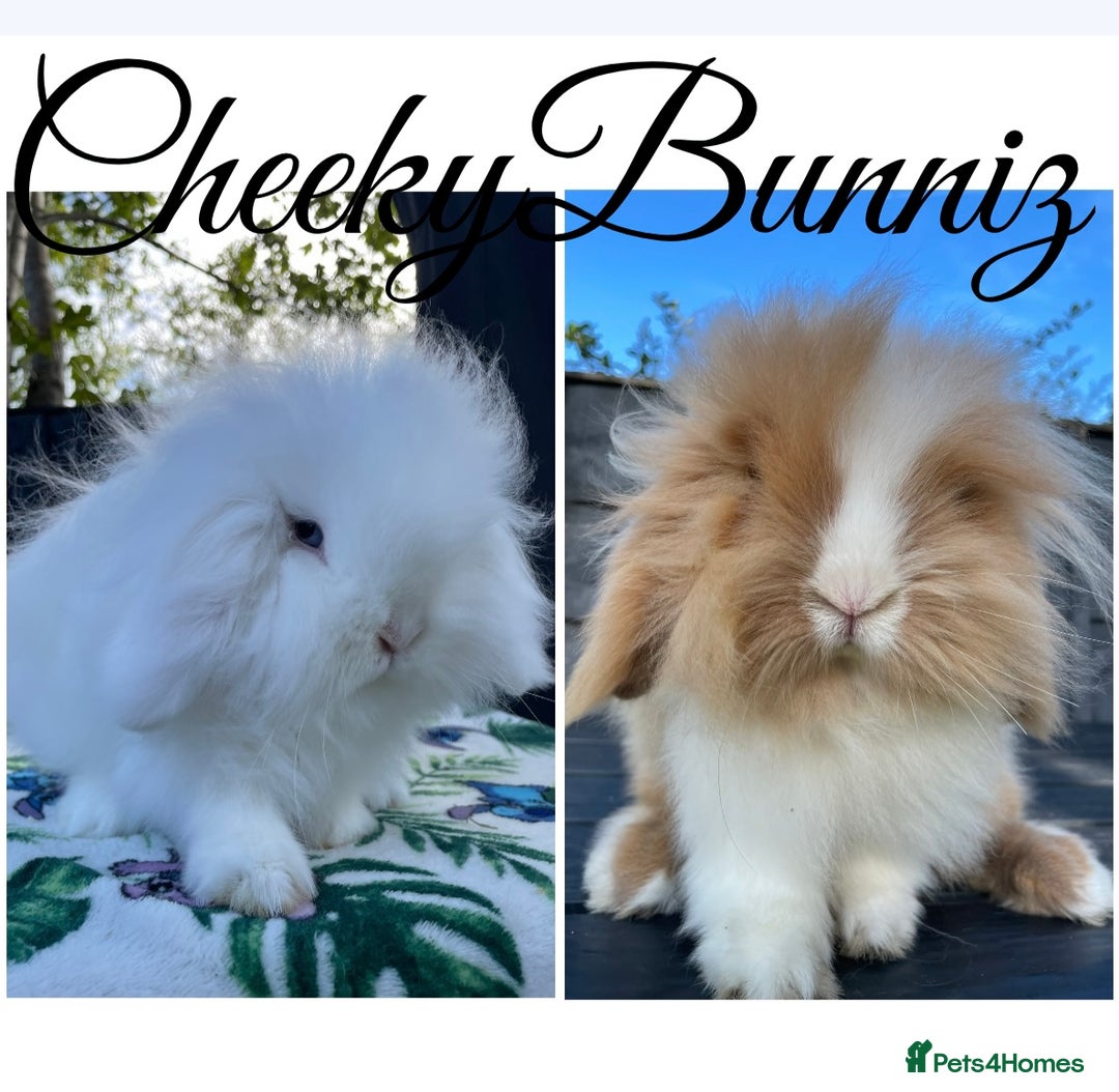 Mini Lion Lop rabbits for sale: Mini Lion Lop 2026 Waiting List Now Open - Advert 3