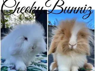 Mini Lion Lop rabbits Mini Lion Lop ** BABIES IN THE NEST** - Advert 8