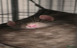Rat rodents for sale: 4 male rats rehome ( can go with cage) - Image 3